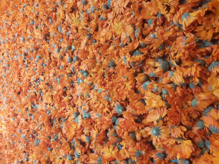 Derma-T - Tratament afectiuni dermatologice - 200 mililitrii (1)